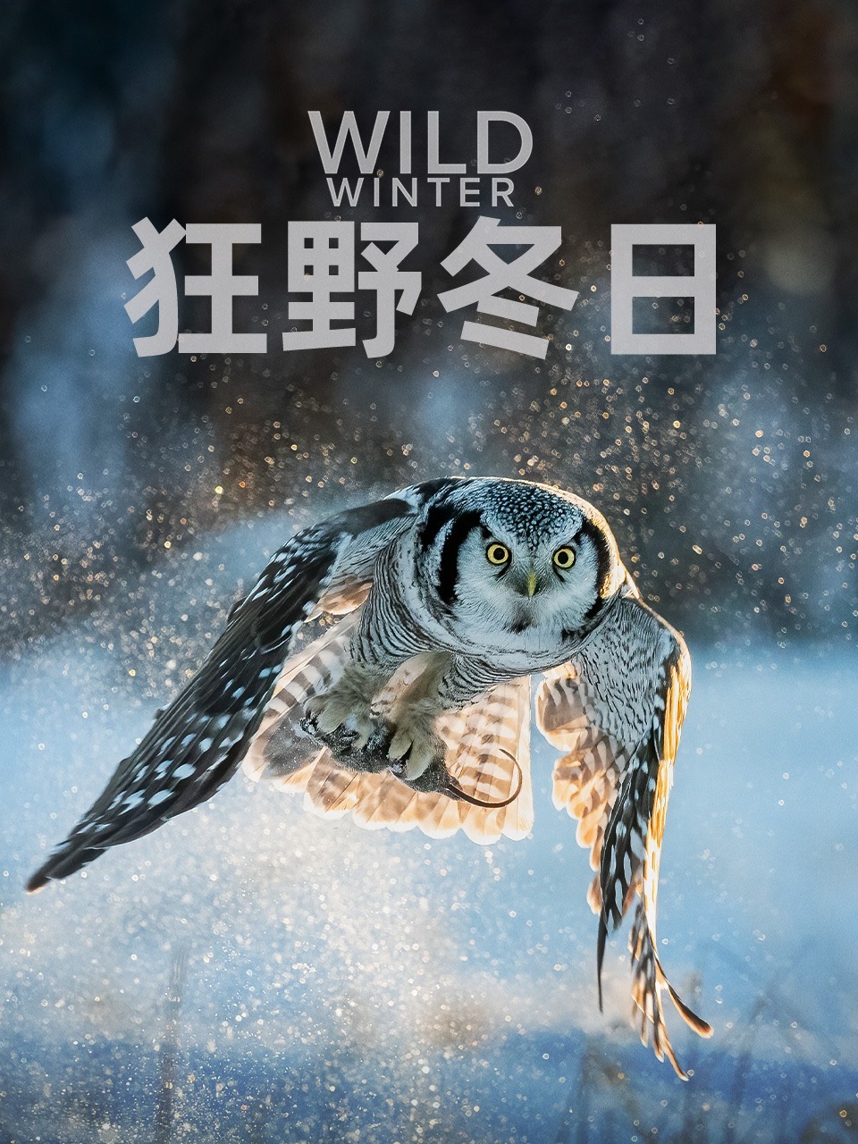 狂野冬日 第一季 Wild Winter Season 1